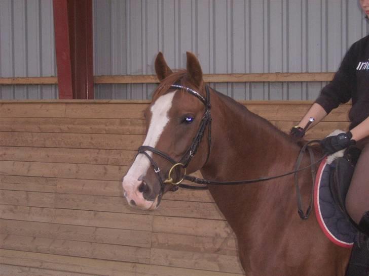 DSP Sejerøs Jackie (udlånt) billede 9