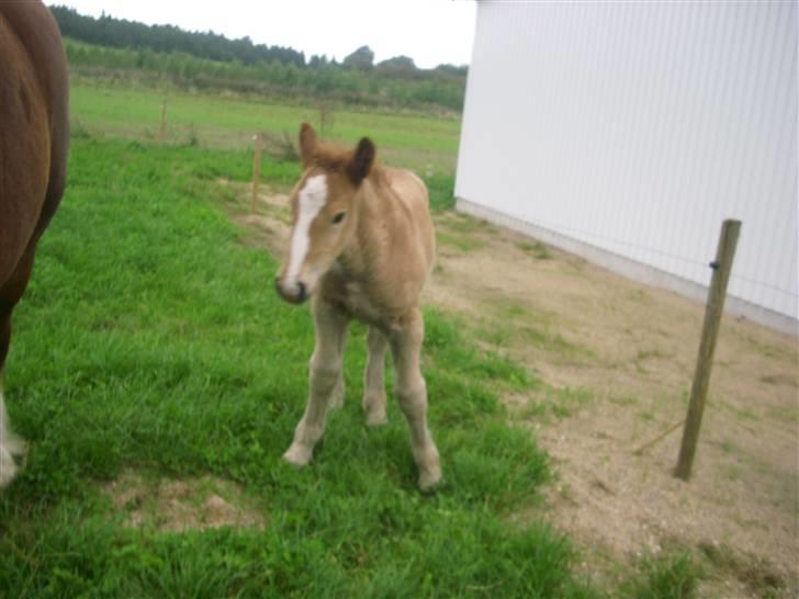 Jyde Rasmus - lille Rasmus : foto miig billede 3