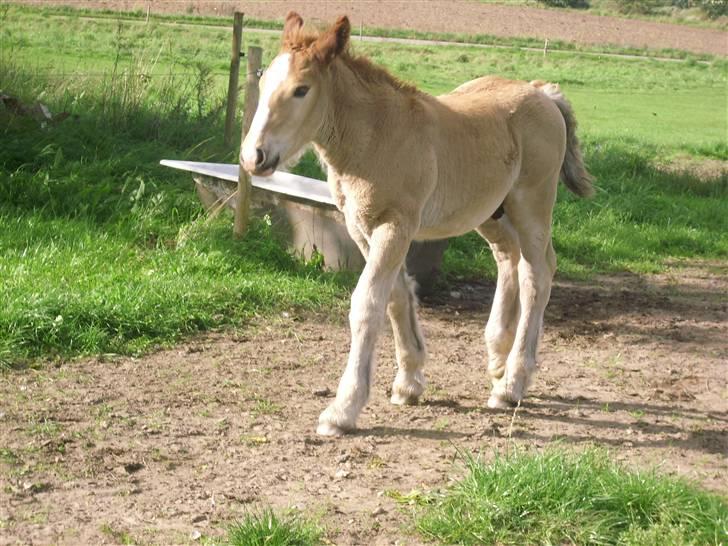 Jyde Rasmus - Rasmus på tur i solen : foto miig billede 4