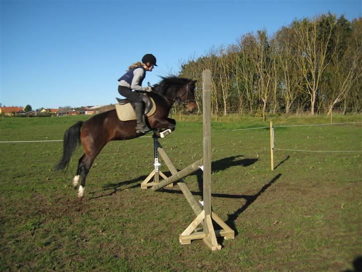 New Forest Gaardens Sunshine<3 - 4) Waaaw se lige min flotte spring pony :D billede 4