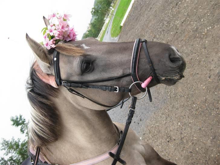 Anden særlig race  Den SmukkesteTanja <'33 - Hun er miin diamant!! :D :D  billede 2