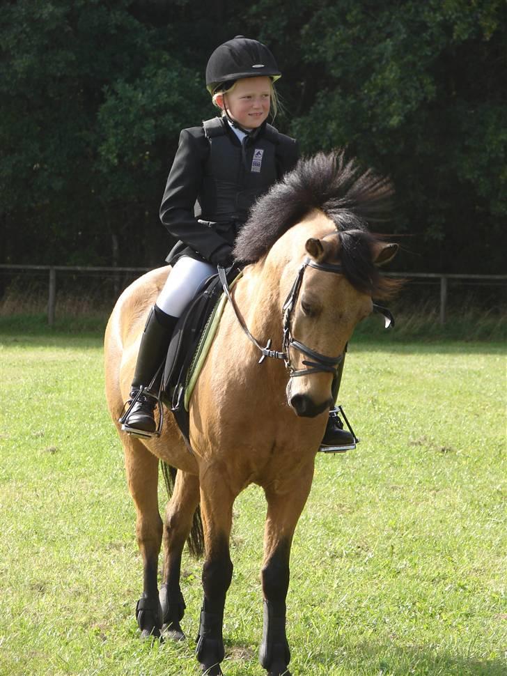 Anden særlig race Løvlunds Prins Valiant - så er vi landet i rind rideklub :)  billede 7