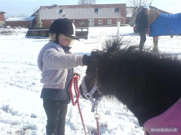 Shetlænder Minnie billede 20