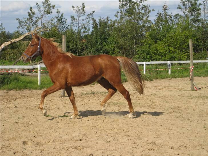 DSP Larsmindes Filanté-SOLGT billede 2