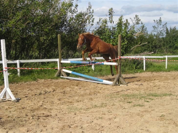 DSP Larsmindes Filanté-SOLGT billede 3