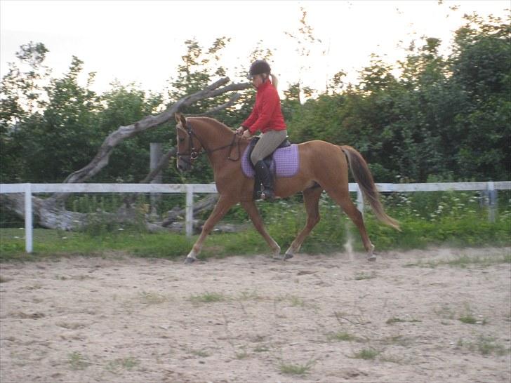 DSP Larsmindes Filanté-SOLGT billede 4