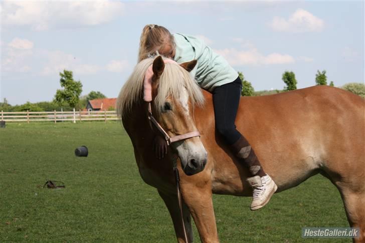 Haflinger Kløv's Paxi - D.18/5-09 SA foto billede 2