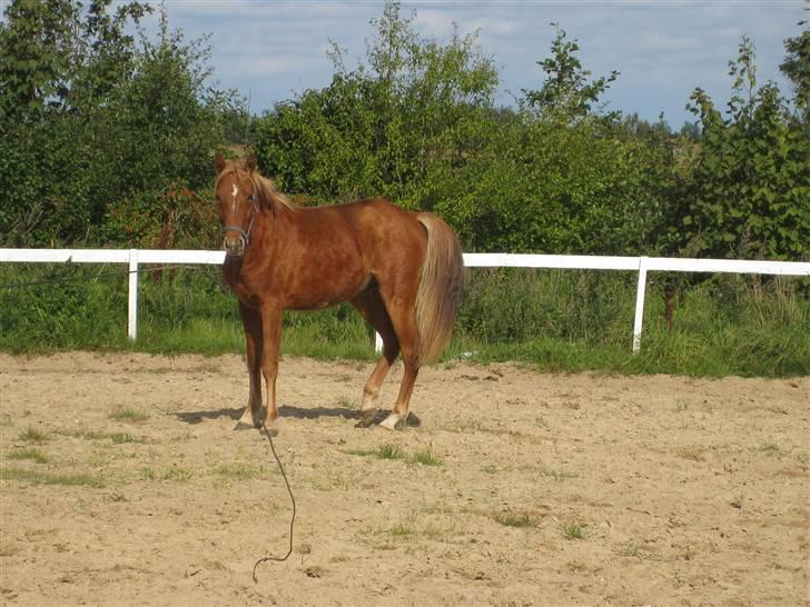 DSP Larsmindes Filanté-SOLGT billede 5