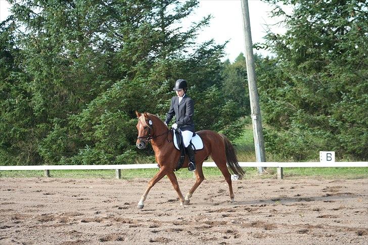 DSP Larsmindes Filanté-SOLGT billede 6