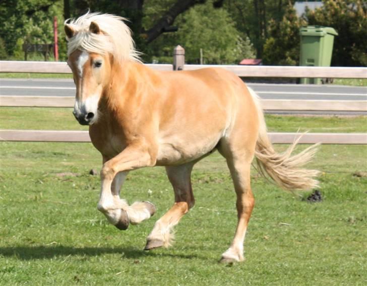 Haflinger Kløv's Paxi - D.18/5-09 SA foto billede 3