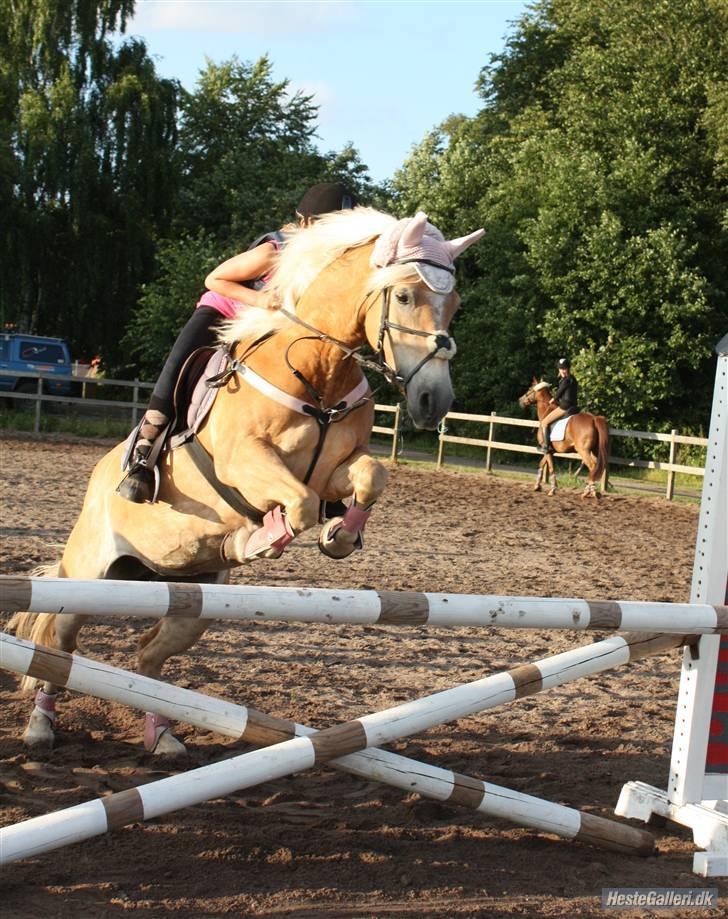 Haflinger Kløv's Paxi - ponystaldens ride lejr-09 højdesprimg-2plads 1m- SA foto billede 4