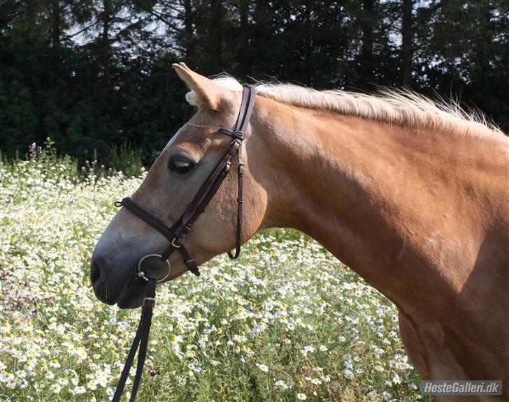 Haflinger Kløv's Paxi - Ponystaldens ridelejr-09 - SA foto billede 6