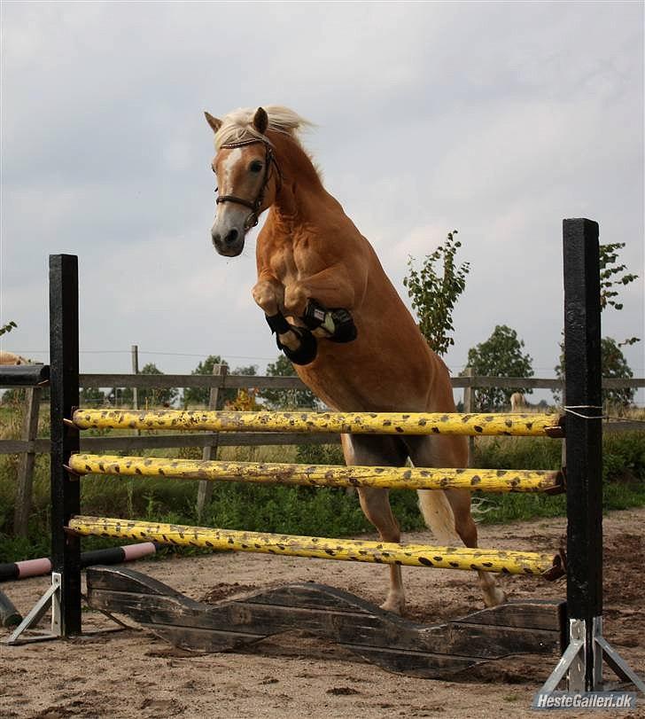 Haflinger Kløv's Paxi - Spring ponyen.. løsspringning med hendes bedste ven Thor -d. 18/5-09. kan ikke huske hvor højt det er. billede 7