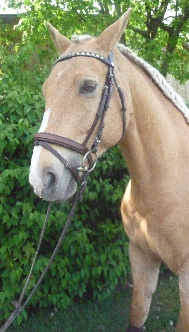 Palomino Semper Fidelis Blue - Maj 11 billede 5