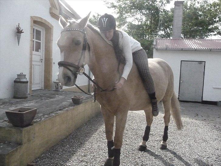 Palomino Semper Fidelis Blue - Jeg elsker dig forevigt! billede 6