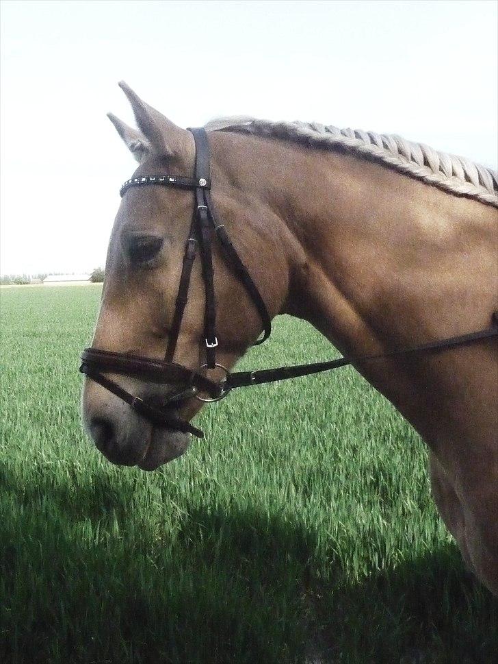 Palomino Semper Fidelis Blue - Maj 11 billede 7