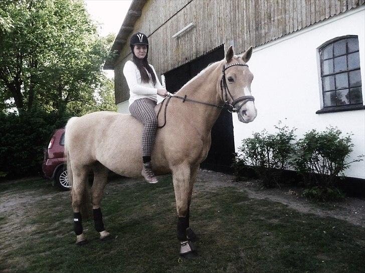 Palomino Semper Fidelis Blue - Sammen med dig, der kan jeg klare alt. billede 8