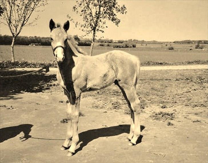 Palomino Semper Fidelis Blue - Nuttede Semper, seks uger gammel :) billede 9