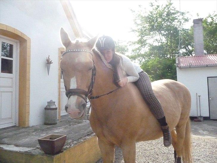 Palomino Semper Fidelis Blue - Sweety. billede 10