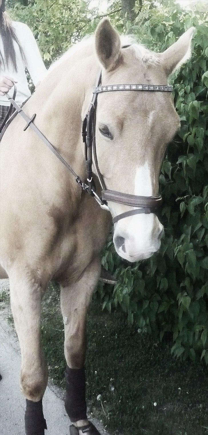 Palomino Semper Fidelis Blue - Semper Fidelis Blue billede 11