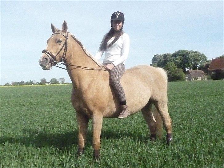 Palomino Semper Fidelis Blue - Maj 11 billede 12