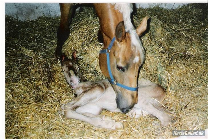 Palomino Semper Fidelis Blue - Semper da han kom til verden :´) billede 13