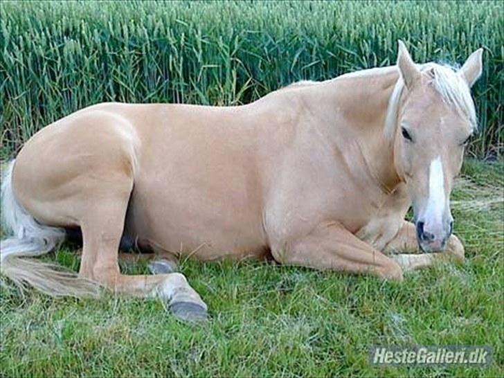 Palomino Semper Fidelis Blue - MINSKAT. billede 14