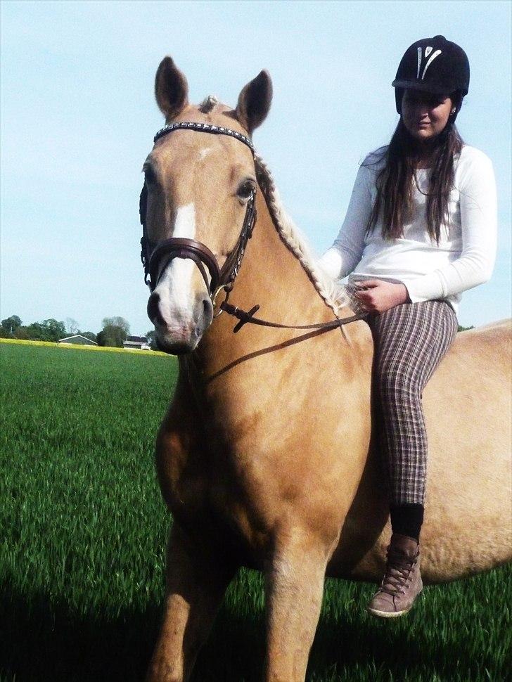 Palomino Semper Fidelis Blue - Dig og mig foraltid. billede 15