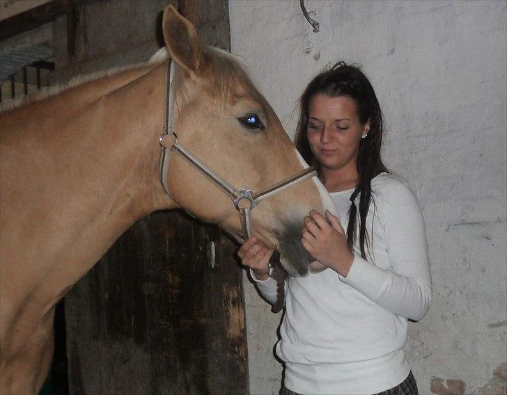 Palomino Semper Fidelis Blue - Jeg elsker dig! billede 16