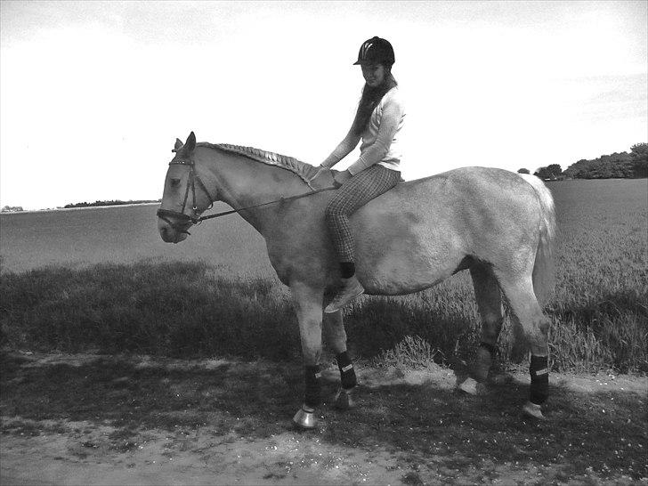 Palomino Semper Fidelis Blue - Maj 11 billede 17