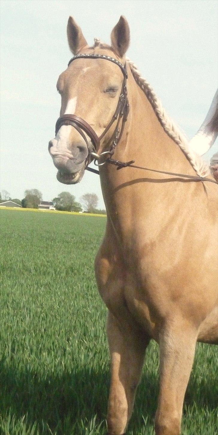 Palomino Semper Fidelis Blue - Fjollehoved. billede 18