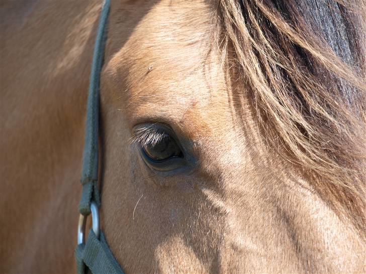 Anden særlig race Miss Juni Univerze SOLGT!! billede 2