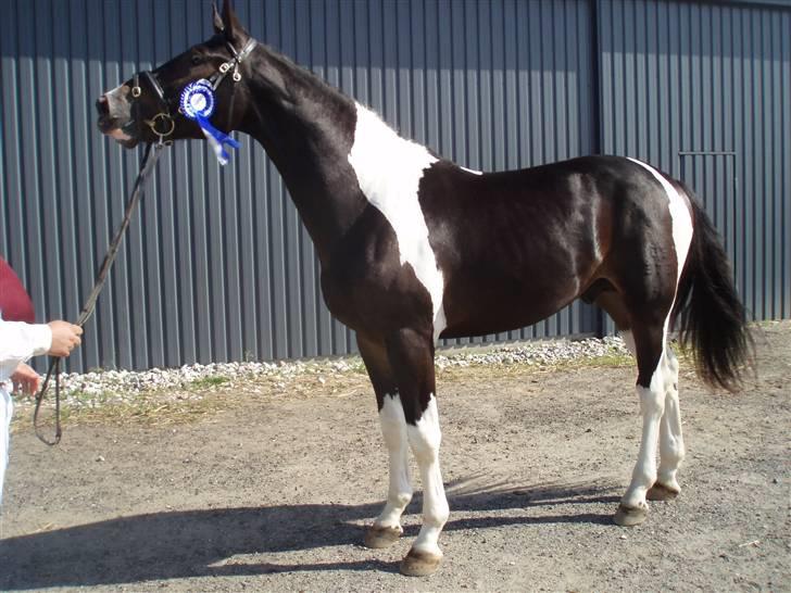 Pinto Horsebjerg Godfather billede 2