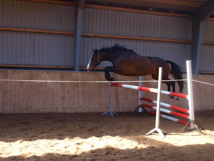 Dansk Varmblod RDH Dakina Hardsyssel - Løsspringning dakina den 24 april. billede 12