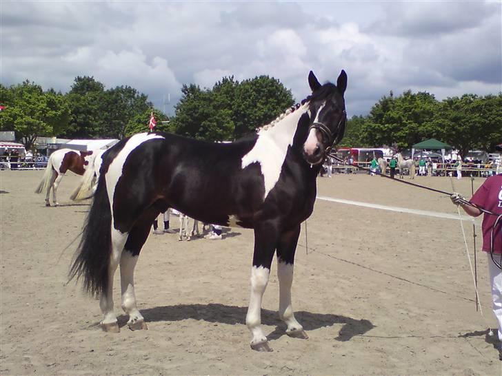 Pinto Horsebjerg Godfather billede 3