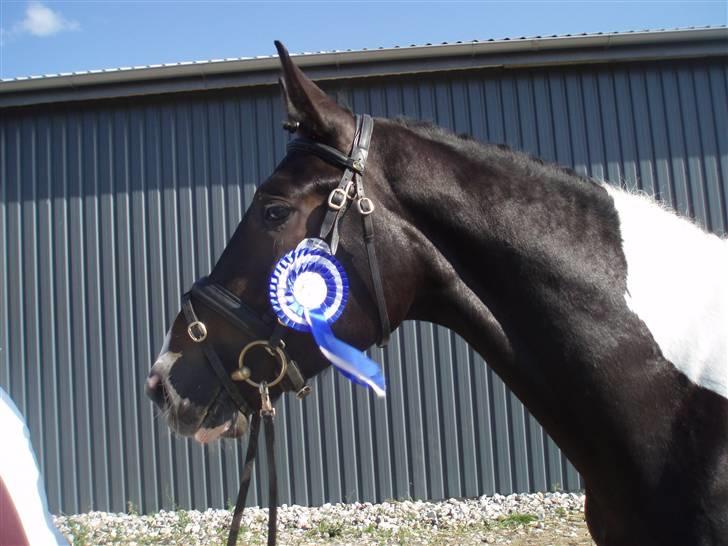 Pinto Horsebjerg Godfather billede 4