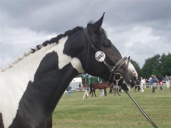 Pinto Horsebjerg Godfather billede 5