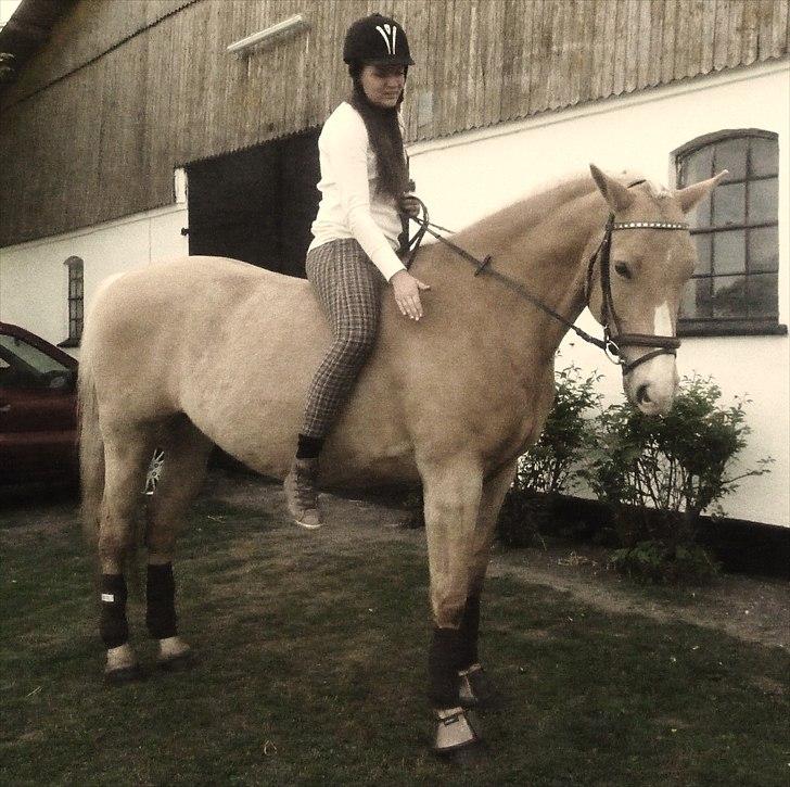 Palomino Semper Fidelis Blue - Jeg vil ikke undvære dig for noget andet i hele verden, du er det bedste jeg har! billede 19