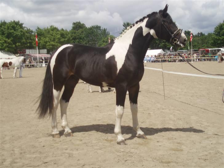 Pinto Horsebjerg Godfather billede 6