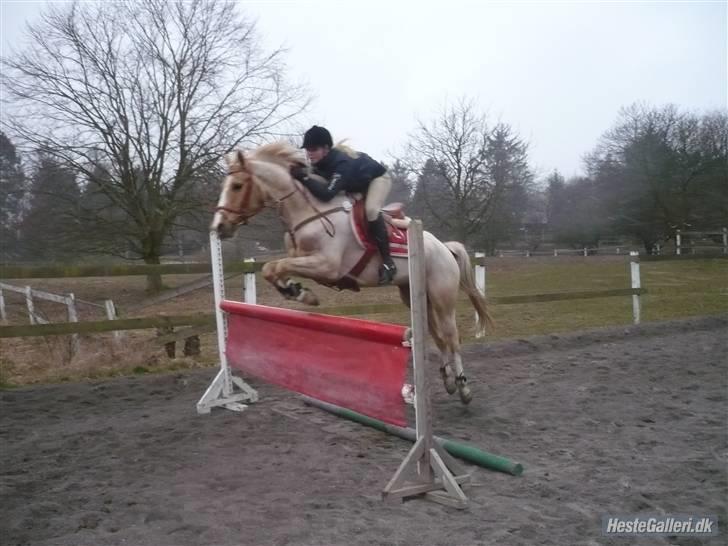 Palomino Tarzan - SOLGT :-( - JEG ELSKER DIG !!!!  billede 6