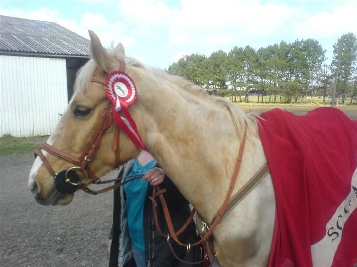 Palomino Tarzan - SOLGT :-( - Dyresten - LA 1 plads :D billede 9