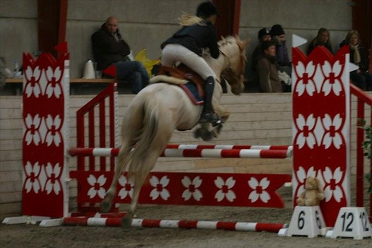 Palomino Tarzan - SOLGT :-( billede 10