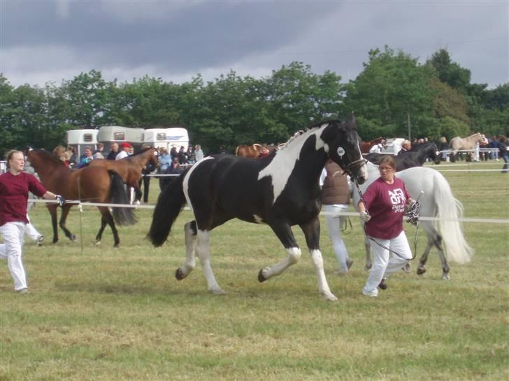 Pinto Horsebjerg Godfather billede 8
