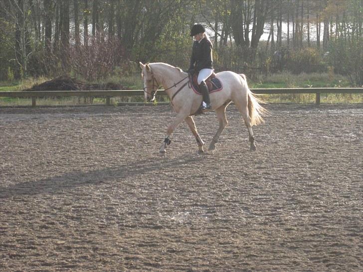 Palomino Tarzan - SOLGT :-( billede 12