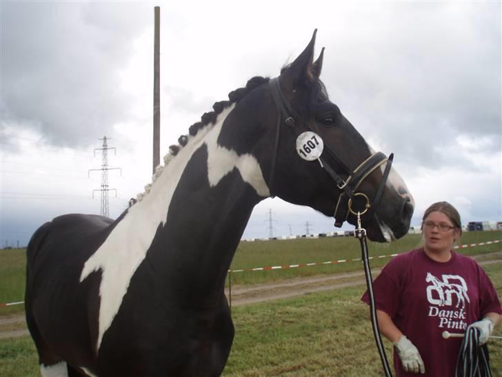 Pinto Horsebjerg Godfather billede 10