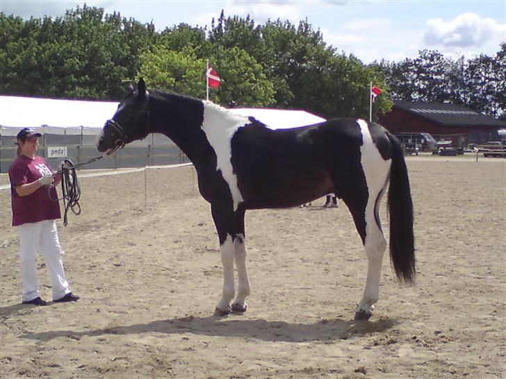 Pinto Horsebjerg Godfather billede 11