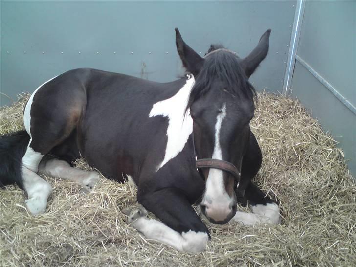 Pinto Horsebjerg Godfather billede 12