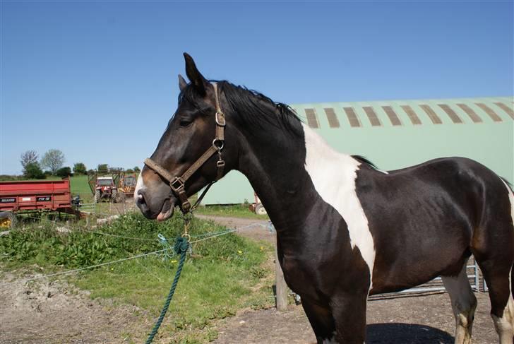 Pinto Horsebjerg Godfather billede 14