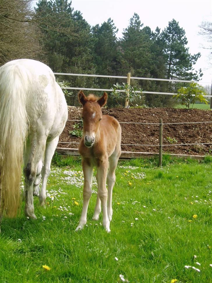 Anden særlig race Shah Noir's Shana bey - shana sammen med hendes føl madonna (: billede 8