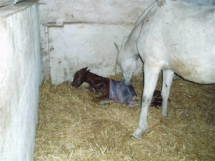 Anden særlig race Shah Noir's Shana bey - kl. ca. to om natten, jeg sad ude ved hende indtil madonna havde taget sine første skridt. det tog ca. en time for hende. :b billede 9